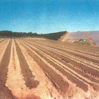 Polje15