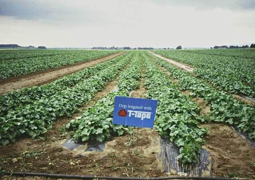 Polje07