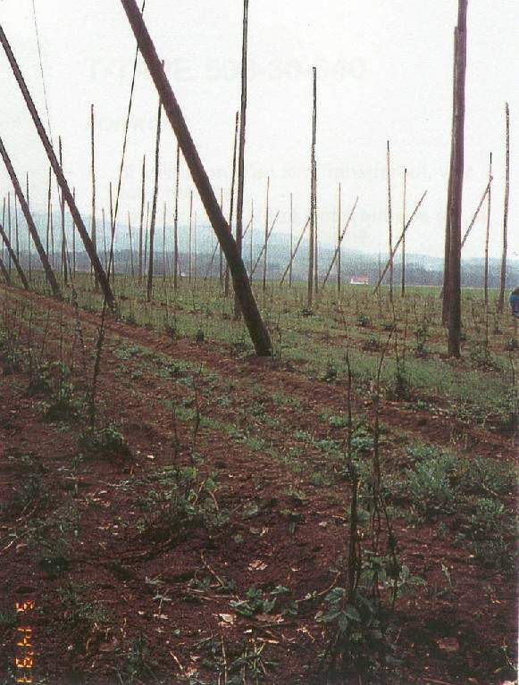 Polje12