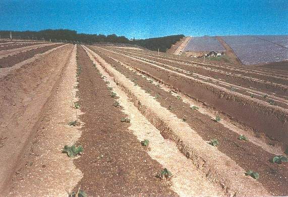 Polje14