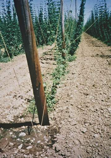 Krupno12