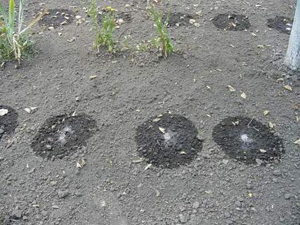 Vocnjak13