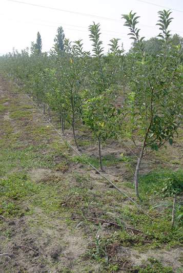 Vocnjak15