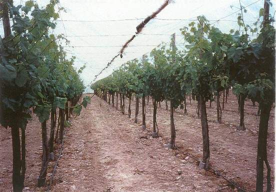Vocnjak24